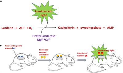 Ultrasound-Enhanced Chemiluminescence for Bioimaging